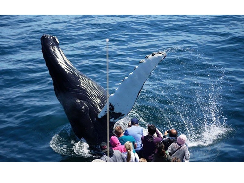 Whale Watch Tour Boston 4 Hours Package