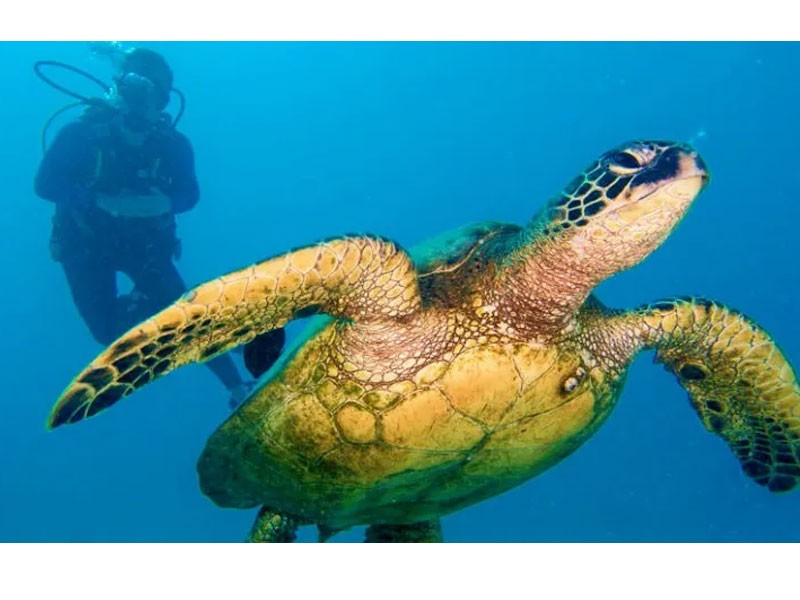 Discover Scuba Diving Oahu Half Day Tour Package