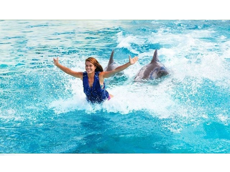 Dolphin Royal Swim Hawaii Admission to Sea Life Park 30 min Swim
