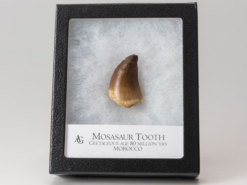 Astro Gallery Mosasaur Dinosaur Tooth Display Box