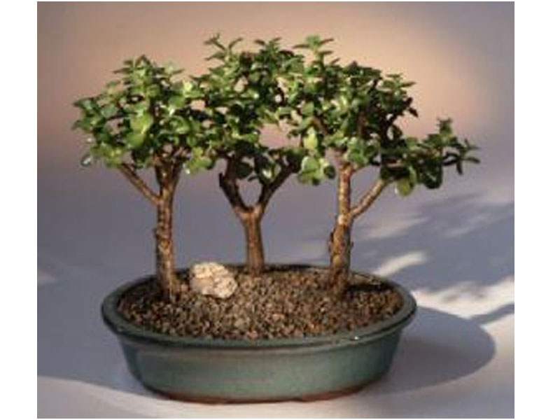 Baby Jade 3 Bonsai Tree Group