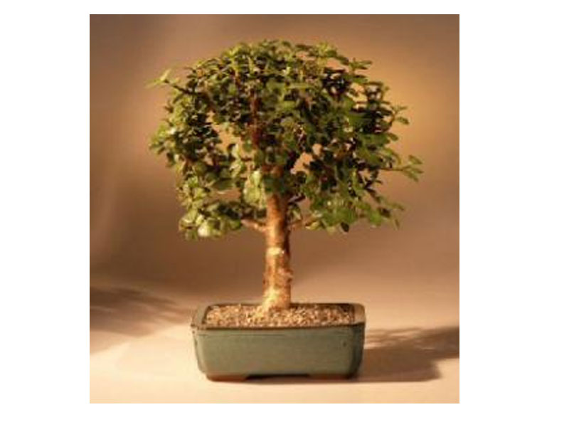 Baby Jade Bonsai Tree Medium
