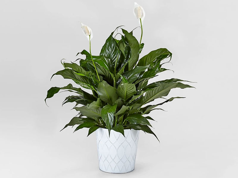 Lush Tropical Peace Lily in Tin