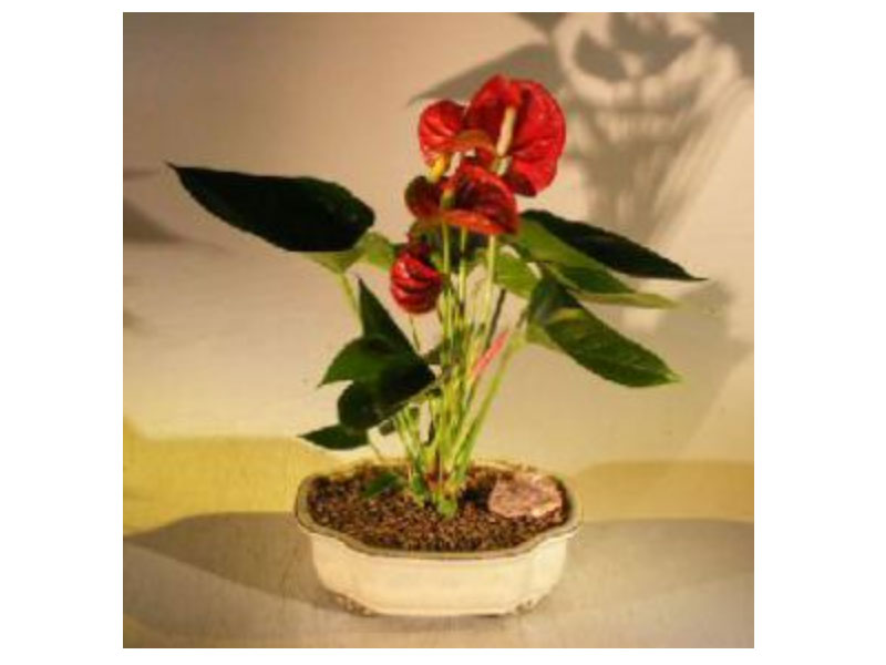Flowering Red Anthurium Small Talk Bonsai Tree
