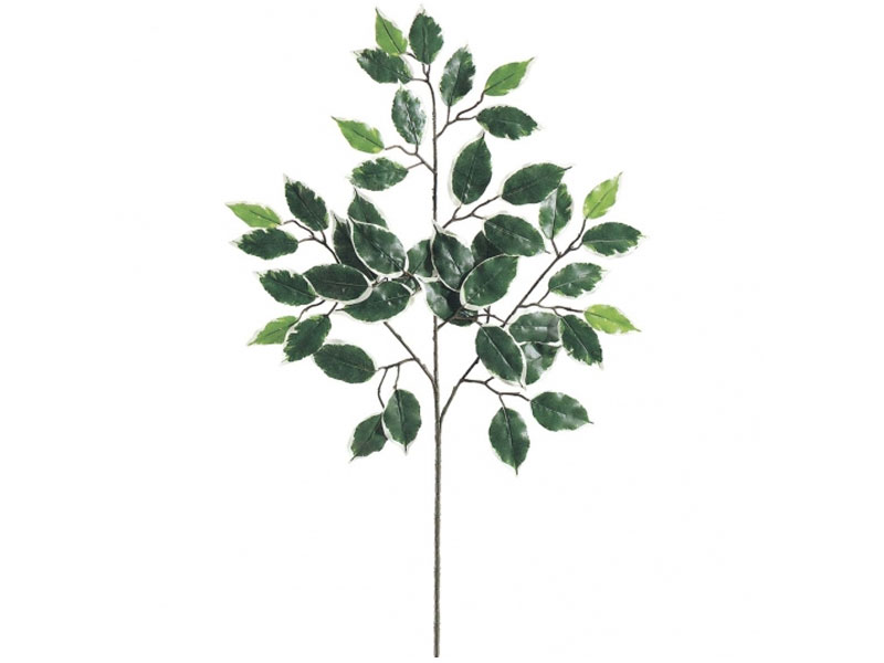 23 inch Variegated Ficus Branch (Set of 12)