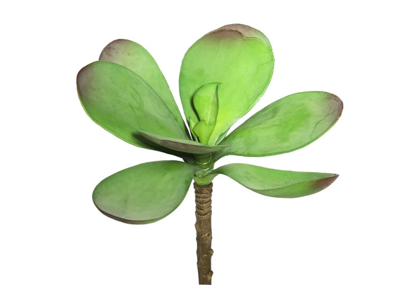 6.5 inch Kalanchoe Pick Succulent (Set of 3)